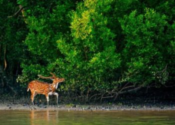 সুন্দরবন দস্যুমুক্ত রাখাই বড় চ্যালেঞ্জ